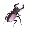 Puzzle 3D d'Insectes